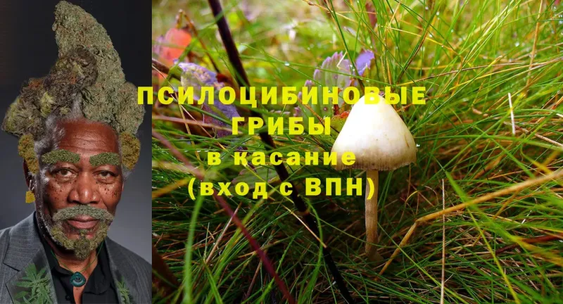 хочу   Городовиковск  Псилоцибиновые грибы MAGIC MUSHROOMS 